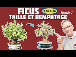 Je Taille et je Rempote mon Ficus Ikea 🌱 NEJIKAN BONSAI 🌱
