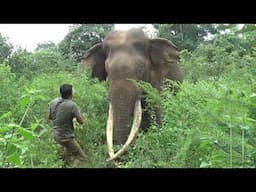 Saving Battle-Scarred Giant from Tusker Attack Wound Infection