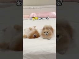 Day in the Life of Dog Influencers