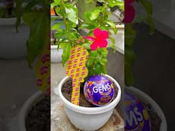 Teddy Chocolate 🧸 & Chocolaty Gems #shorts #chocolate #youtubeshorts