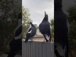 Australian Magpies Carolling at 80dB