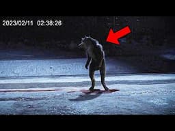30 Most Convincing Werewolf Encounters Ever Caught!