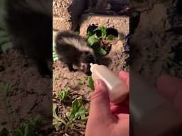 Baby Skunk's First Bottle Feeding