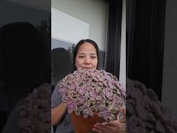 Graptopetalum purple delight  | bikolanahardinera #shortvideo #plants #succulent