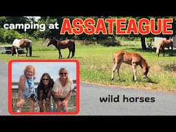 VANLIFE Road Trip  ASSATEAGUE Caravan Stop WILD HORSES / PONIES #camping #caravan #roadtrip #vanlife