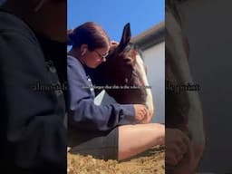 always love the horse more than the sport