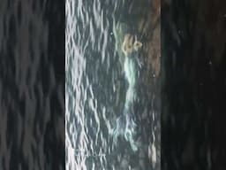 A mermaid video (that is not AI)