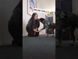 😭🥹🐶Missed them #dog #cynophile #pets #doglove #animals #shorts #youtubeshorts