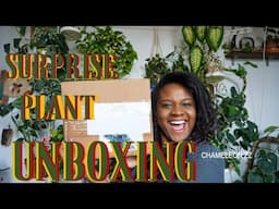 Surprise Plant Mail Unboxing | Chameleon ZZ