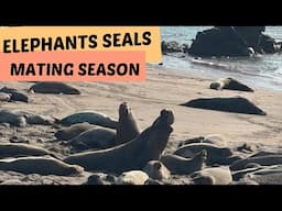 WATCHING ELEPHANT SEALS MATING IN SAN SIMEON - CALIFORNIA II ELEPHANT SEALS MATING SEASON