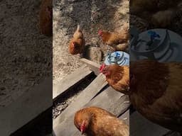 Chickens Invade The Cabin!