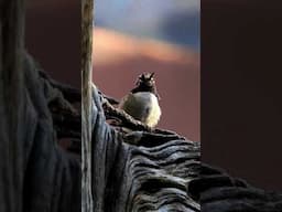 Black-Chinned Hummingbird: Nature's Tiny Jewel
