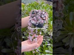 Is It a Succulent? Find Out Here! 🌵💡