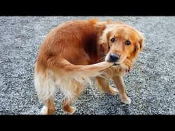 Weird Dogs Are the Real Comedians! 🤣 Funny Dog Videos 2025