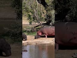 Baby Hippo Out of Water — You Won’t Believe the Size Difference