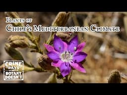 Parasitic Plants on the Steep Rocky Hillsides of the Low Andes