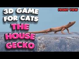 3D game for cats | The house gecko (front view) | 4K, 60 fps, stereo sound