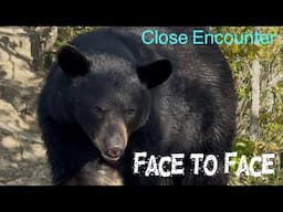 Face to Face with my Spirit Animal!!  | The Black Bear🐻