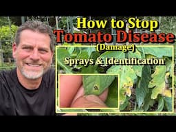 How to Prevent Tomato Plant Fungal Diseases (Leaf Examples & 4 Sprays)