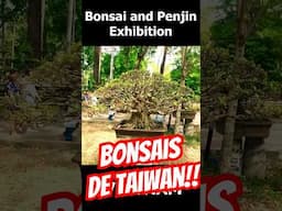 Exposição de Bonsais de Taiwan #shorts