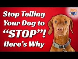 Why “Just Stop” Doesn’t Work In Dog Training (And What Does)