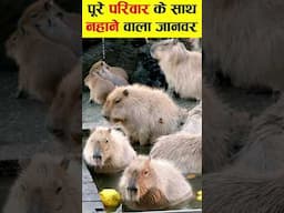 खुद से रोज नहाने वाला जानवर।