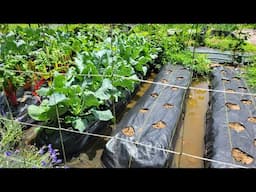 The Reason Why I recommend Swales | Gardening in Kentucky