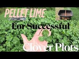 Spreading Lime on Clover | Raising PH In A Clover Plot | Spring Clover Maintenance