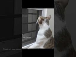 CCTV எல்லாம் எதுக்கு நீயே சும்மா தானே இருக்குறனு சொல்றாங்க #shorts #trendingshorts #viralshorts #cat