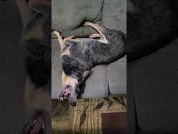 He's Worth The Extensive Cleaning #blueheeler #australiancattledog #rainyday