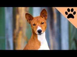 Top 10 Quietest dog breeds