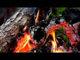 Relax by a night campfire with forest birds and wild animals.