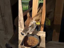 Morning Chores! #homestead #dairyfarm #goat #dairyherd