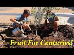 Planting Olive Trees in the Desert | The Perfect Keto Fruit Tree for AZ