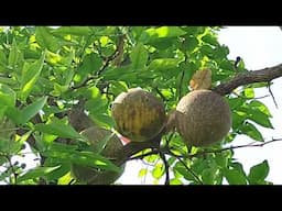 देखिए मेरे घर के सामने लगे फलों के पेड़।see My fruit plants