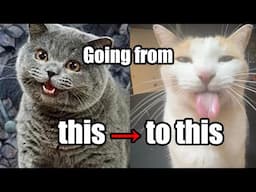 Cellphone cameras have changed how you see cats (and everything else)
