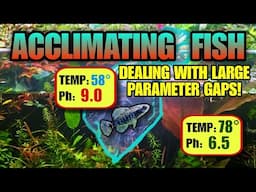 HOW TO ACCLIMATE FISH TO ANY NEW WATER PARAMETERS: Easy Guide to Breather Bags,  DOAs & Ammonia.