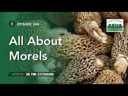 All About Morels - From the Woods Today - Episode 246