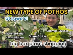 NEW $20 POTHOS AT LOWE'S! Big Box Plant Shopping at Home Depot & Lowes - Indoor Plants & Houseplants