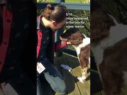 DOG reacts to MAGIC! | #magic #dogs