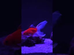 Glow in the dark goldfish! 🌟 #shorts