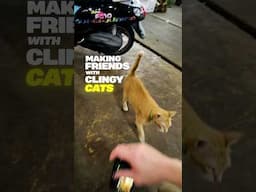 Photographing Clingy Cats in Thailand Fujifilm X100VI