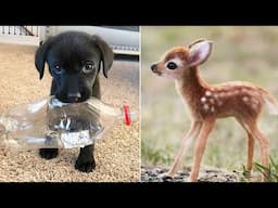 Funniest Animals 2025 😂 Best Funny Cats and Dogs 😻🐶 Part 19 | Cute Baby Dogs