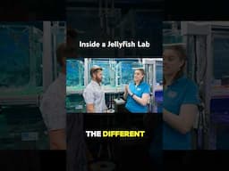 What Does It Take To Breed Jellyfish?
