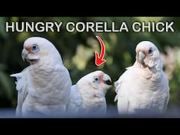 Baby Corella Cockatoo Begging for Food Sounds Funny