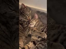 Rescued tabby pair relaxes in foster