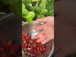 #Harvest #strawberry #grow