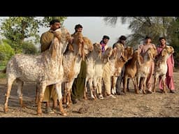 Qurbani 2025 k VIP 150 Biggest Bakron ka Sauda  Bakra Mandi 2025 ll Bakra Eid 2025 ll Cow Mandi 2025