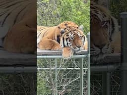 Goodnight sleepy Kimba Tiger! He loves curling up for a catnap on the top tier of his bench