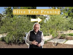 How To Prune & Shape Olive Trees